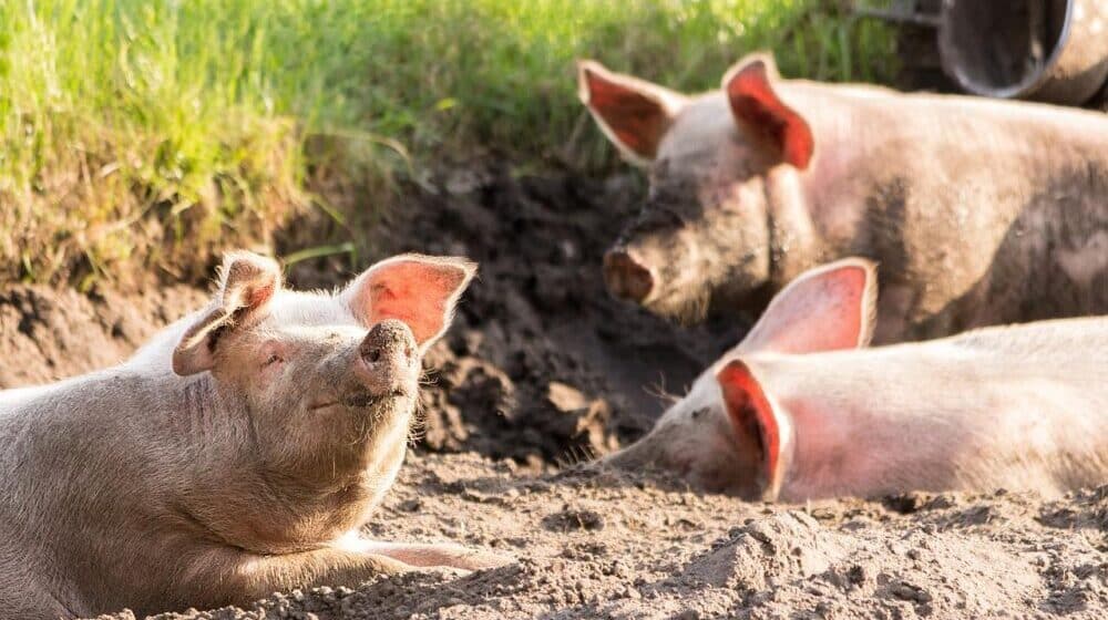 Evropska agencija za bezbednost hrane: U Srbiji zabrinjavajuće širenje afričke kuge svinja 1
