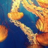 Jadransko primorje preplavljeno meduzama: Šta ne bi trebalo raditi prilikom susreta sa njima? 4