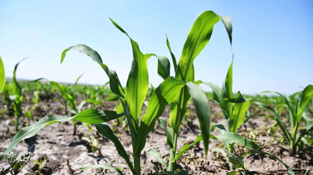 Suša u Srbiji već umanjila prinos kukuruza, soje i suncokreta 1