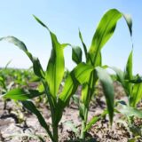 Suša u Srbiji već umanjila prinos kukuruza, soje i suncokreta 10