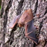 Virusolozi: Američki slepi miševi lako prenose korona virus, mogu postati jedan od najmobilnijih rezervoara kovida 10