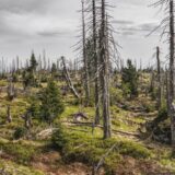Više od trećine vrsta drveća u opasnosti od izumiranja 10