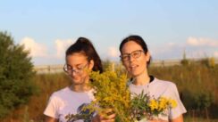 Majdanpek branje bilja Majdanpek: Ivanjski venčići štite kuću od nedaća 4