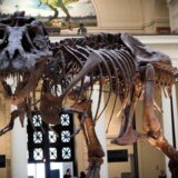 Paleontolozi otkrili novu vrstu dinosaurusa - Em-gigasa 1