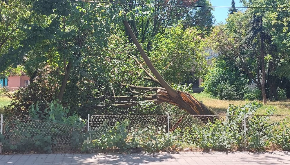 “Ovo je džungla na asfaltu”: Problemi stanara jednog naselja u Zaječaru gde su se pojavili pacovi 3 “Ovo je džungla na asfaltu”: Problemi stanara jednog naselja u Zaječaru gde su se pojavili pacovi 3