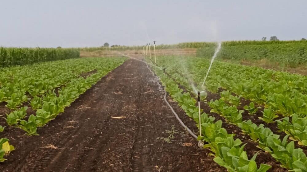 Zašto je duvana u Banatu sve manje: Proizvođači kažu da će prinos biti prepolovljen 1