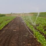 Zašto je duvana u Banatu sve manje: Proizvođači kažu da će prinos biti prepolovljen 1