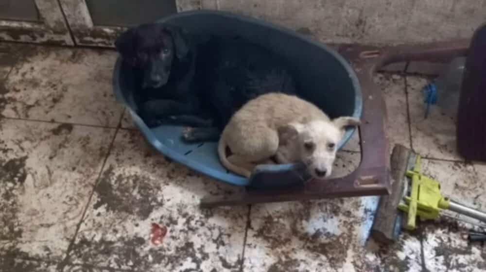 Gladni, zapušteni psi na imanju u Farkaždinu: Udruženja ih spasavaju, dok nadležni ćute 1