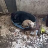 Gladni, zapušteni psi na imanju u Farkaždinu: Udruženja ih spasavaju, dok nadležni ćute 1