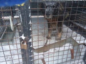 Sutra protest ispred opštine Gadžin Han zbog izgradnje regionalnog azila za 2.000 pasa 2