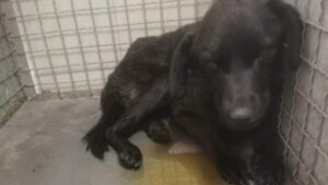 "Kad jaganjci utihnu": Da li je niško prihvatilište za pse postalo kazamat u kojem se oni tretiraju kao komunalni otpad, a građani to ne smeju da vide? 2