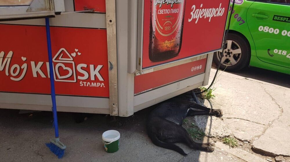 Tropska vrućina u Nišu: Kofice sa vodom za napuštene pse i mačke 1