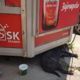 Tropska vrućina u Nišu: Kofice sa vodom za napuštene pse i mačke 1