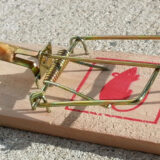 Deratizacija u opštini Kladovo 11