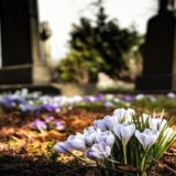 Podneta krivična prijava protiv žene zbog sumnje da je izvadila 37 krstova na pravoslavnom groblju u Kikindi 12