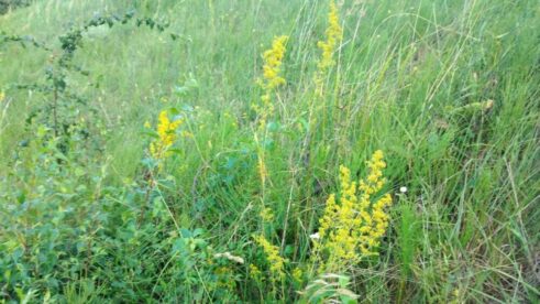 Majdanpek ivanjsko cveće 2 Majdanpek: Ivanjski venčići štite kuću od nedaća 6