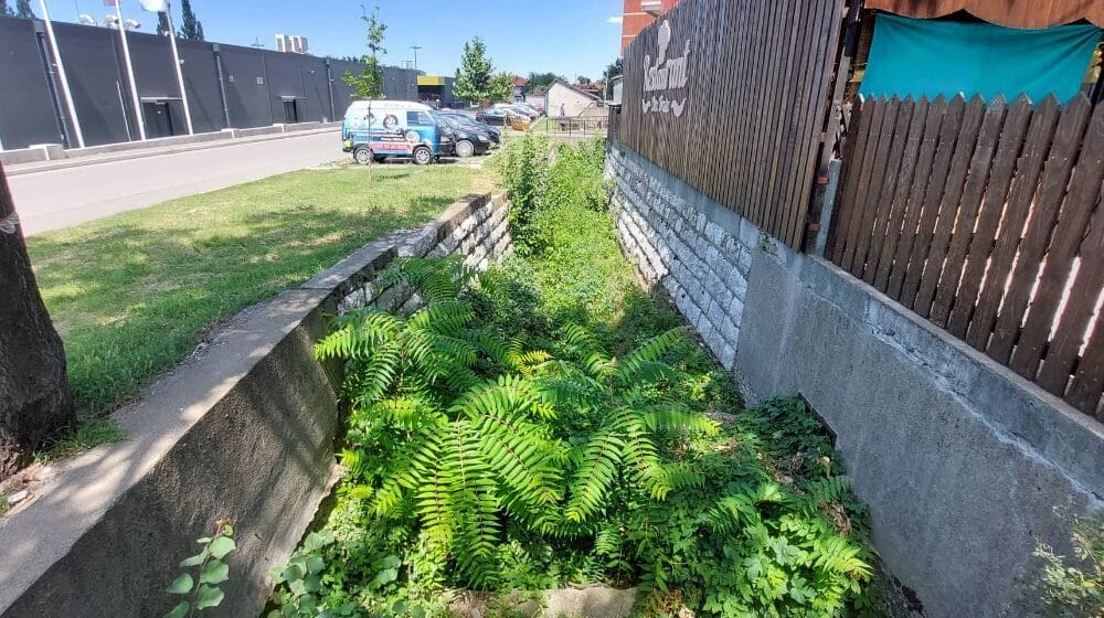 “Ovo je džungla na asfaltu”: Problemi stanara jednog naselja u Zaječaru gde su se pojavili pacovi 1