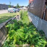 “Ovo je džungla na asfaltu”: Problemi stanara jednog naselja u Zaječaru gde su se pojavili pacovi 5