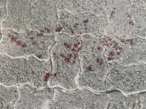 Subotičanin nožem povredio državljanina Tunisa u kafiću u centru grada 2