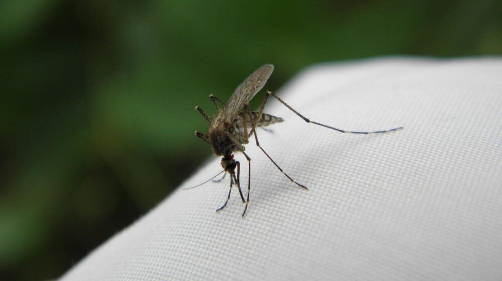 U Novom Sadu akcija uništavanja tigrastih komaraca sa zemlje i vazduha 1