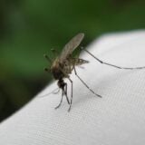 U Novom Sadu akcija uništavanja tigrastih komaraca sa zemlje i vazduha 5