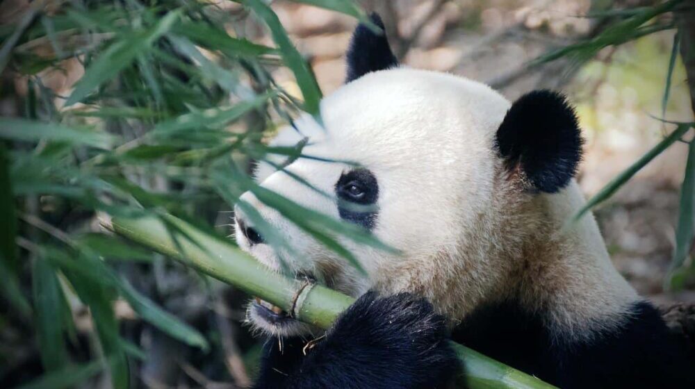 U zoološkom vrtu u Hongkongu eutanaziran najstariji mužjak pande 1