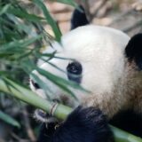 Hongkong izlaže hiljade skulptura džinovske pande u nadi da će podstaći turizam 9