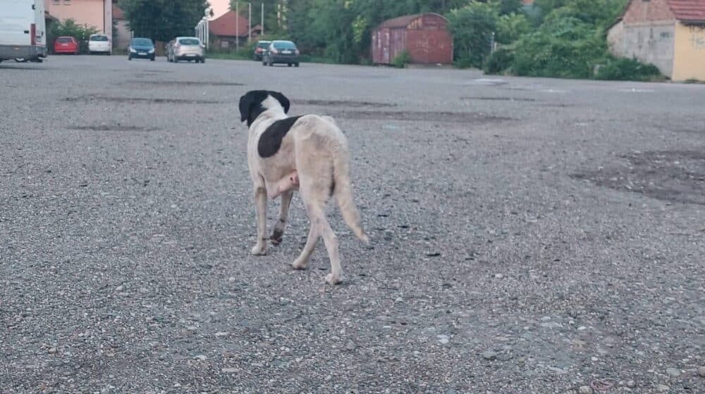Podaci organizacije za brigu o životinjama ORKA: Godišnje u proseku 12.000 napada pasa u Srbiji 1