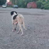 Podaci organizacije za brigu o životinjama ORKA: Godišnje u proseku 12.000 napada pasa u Srbiji 1