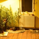 Subotička policija: Otkrivene dve laboratorije za proizvodnju marihuane i pronađena municija 6