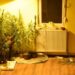Subotička policija: Otkrivene dve laboratorije za proizvodnju marihuane i pronađena municija 12