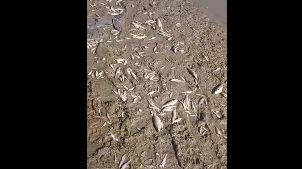 Pomor ribe u Raški, drugi put u protelih mesec dana 1