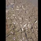 Pomor ribe u Raški, drugi put u protelih mesec dana 6