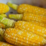 Koje vitamine sadrži kukuruz i za šta je sve delotovoran? 10