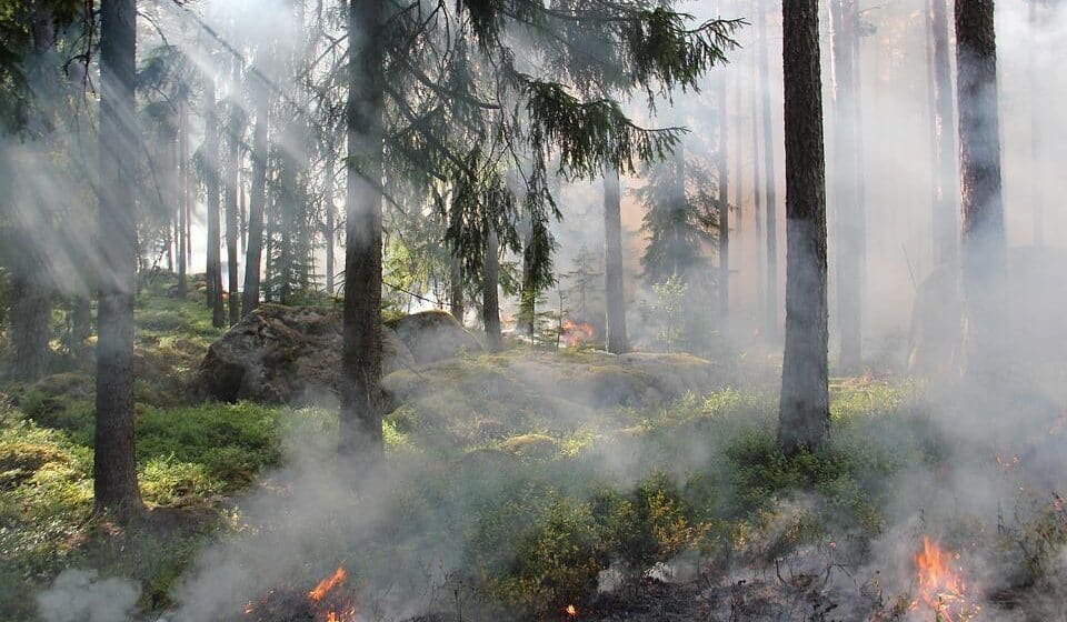 Subotica: Lokalizovan požar u Radanovačkoj šumi 1