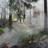 Subotica: Lokalizovan požar u Radanovačkoj šumi 4