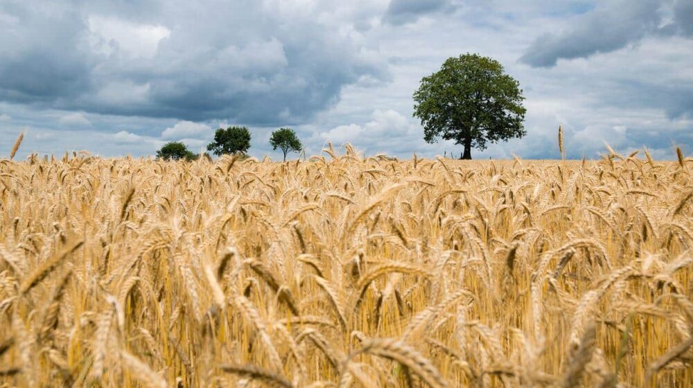 Ministar Nedimović dogovorio sa poljoprivrednicima izvoz pšenice 1
