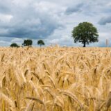 Produktna berza: Pšenica poskupela šest, a kukuruz četiri odsto 11