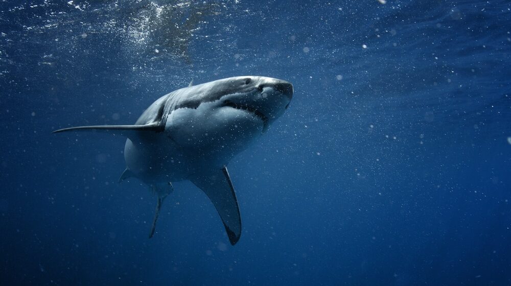 Žena nestala u poznatom turističkom mestu: Iza nje ostali kupaći i maska za ronjenje, sumnja se na ajkulu 1