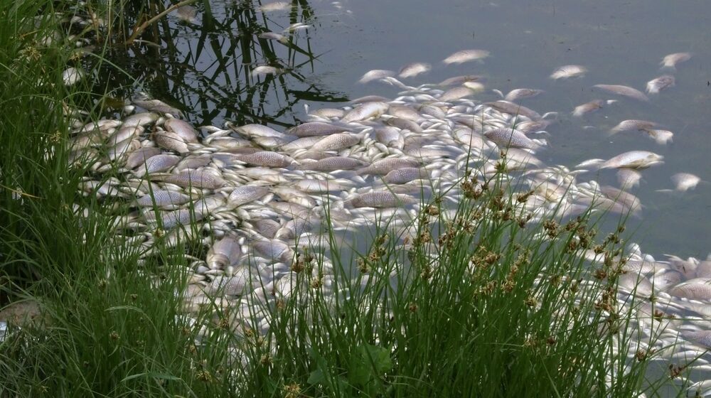 Zbog masovnog pomora riba zabranjen prilazak Odri, stradaju i ptice koje jedu otrovane ribe 1