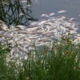 Milioni mrtvih riba u reci u Australiji 13