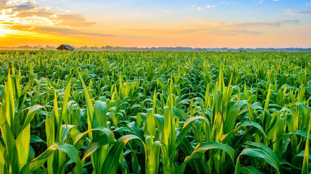 Na Produktnoj berzi kukuruz pojeftinio 5,3 odsto, a pšenica 3,8 odsto 1