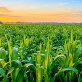 Na Produktnoj berzi kukuruz pojeftinio 5,3 odsto, a pšenica 3,8 odsto 14