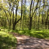 Peticija za pošumljavanje Vojvodine: Nedostaje nam 170.000 hektara šuma 2