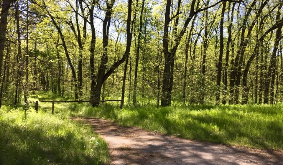 Peticija za pošumljavanje Vojvodine: Nedostaje nam 170.000 hektara šuma 1