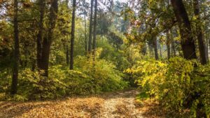 Kako mirisi šume mogu da pomognu u njihovom očuvanju? 4