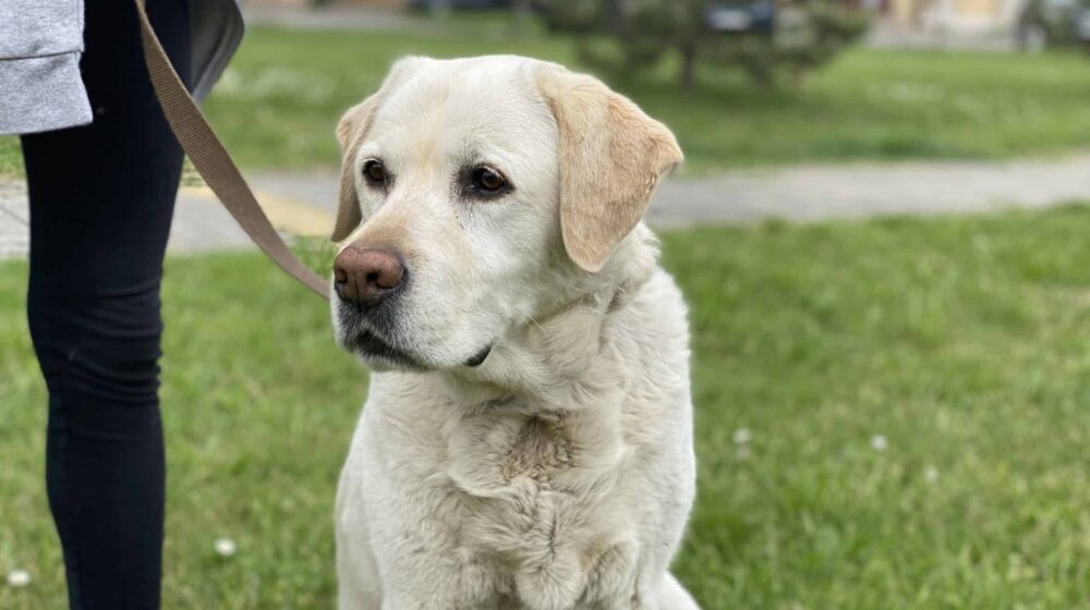Koje sve opasnosti vrebaju kućne ljubimce na letovanju: Bez ove zaštite ne vodite psa na more 1