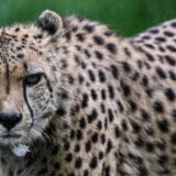 Divlji gepardi vraćaju se u Indiju prvi put od 1952. godine 6