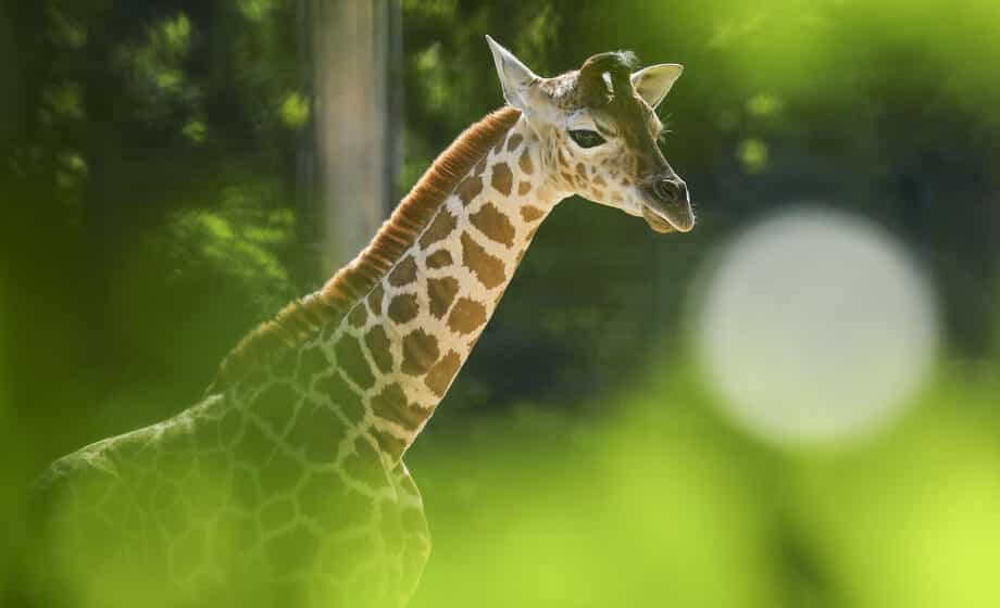 U Keniji svetlost dana ugledali blizanci masajske žirafe 1