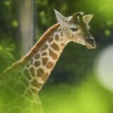 U Keniji svetlost dana ugledali blizanci masajske žirafe 3
